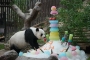 สวนสัตว์เชียงใหม่จัดงานฉลองวันเกิดครบรอบ 19 ปีหมีแพนด้าหลินฮุ่ยอย่างยิ่งใหญ่