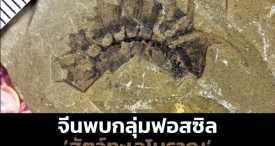 จีนพบกลุ่มฟอสซิล ‘สัตว์ขาปล้อง’ เก่าแก่กว่า 500 ล้านปี