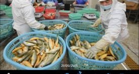 ลำแรกของโลก! ‘เรือเลี้ยงปลาอัจฉริยะ’ ระวางแสนตันของจีน เตรียมส่งขายปลาปีนี้