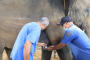 ปางช้างสวนนงนุชพัทยาสั่งรีดนมแม่ช้างเอาไปช่วยลูกช้างวัย 2 สัปดาห์ พลัดหลงแม่ ที่จันทบุรี