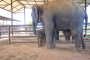 สวนนงนุชพัทยา ปลื้ม จัดพิธีรับขวัญช้างพร้อมขบวนนางรำรับขวัญ ลูกช้าง สัตว์คู่บ้านคู่เมืองของไทย เชือกที่ 3 ของปี เชือกที่ 106 ของสวนนงนุช